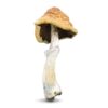 Buy Malabar Shrooms Online