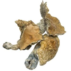 Buy Mexicana Cubensis Magic Mushrooms